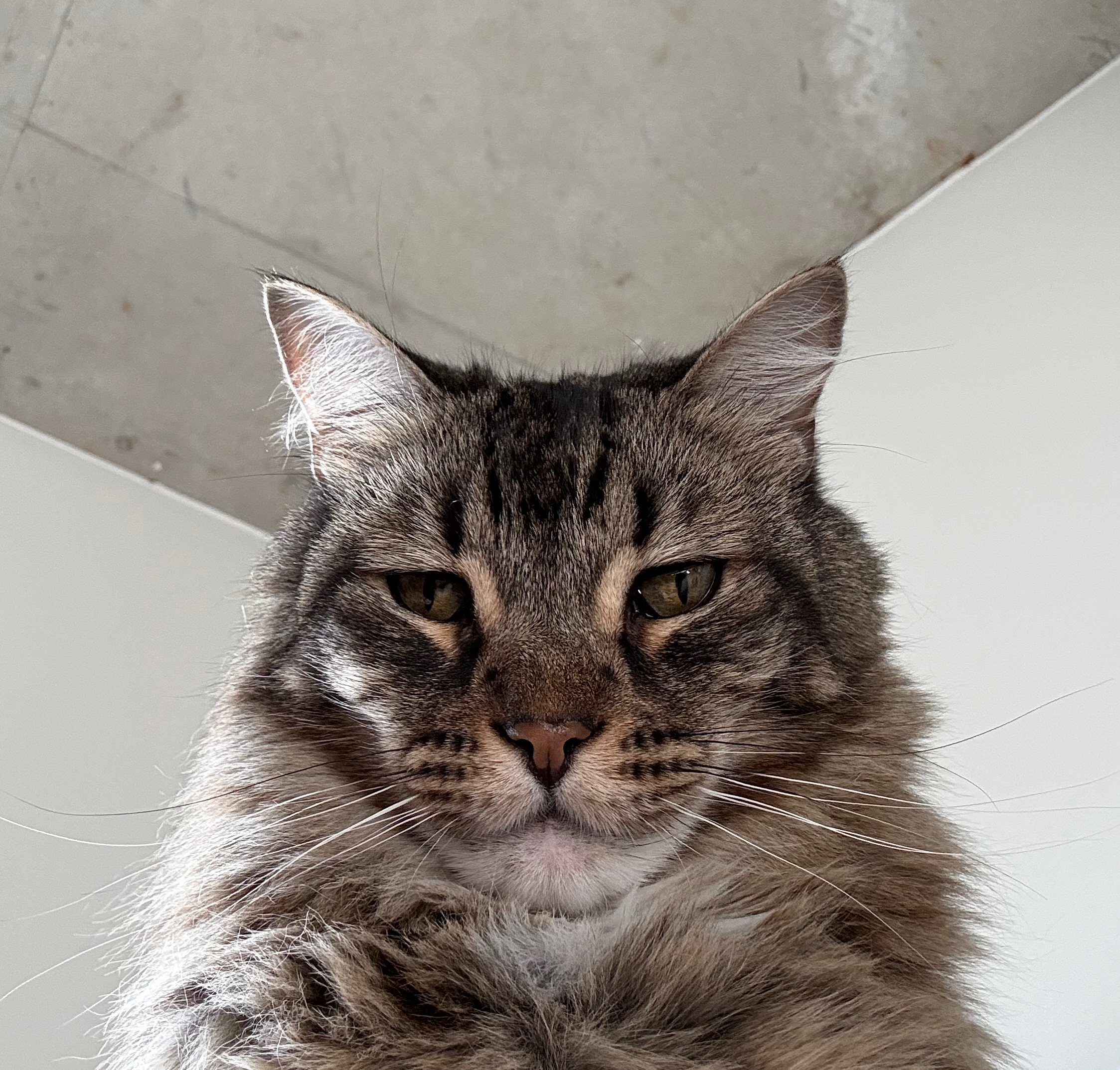 Blue the cat
